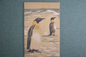 Почтовая карточка Пингвины Издание Гизместпрома Хромолитография 1938-1940 гг. СССР. Почтовая карточка Пингвины Издание Гизместпрома Хромолитография 1938-1940 гг. СССР.